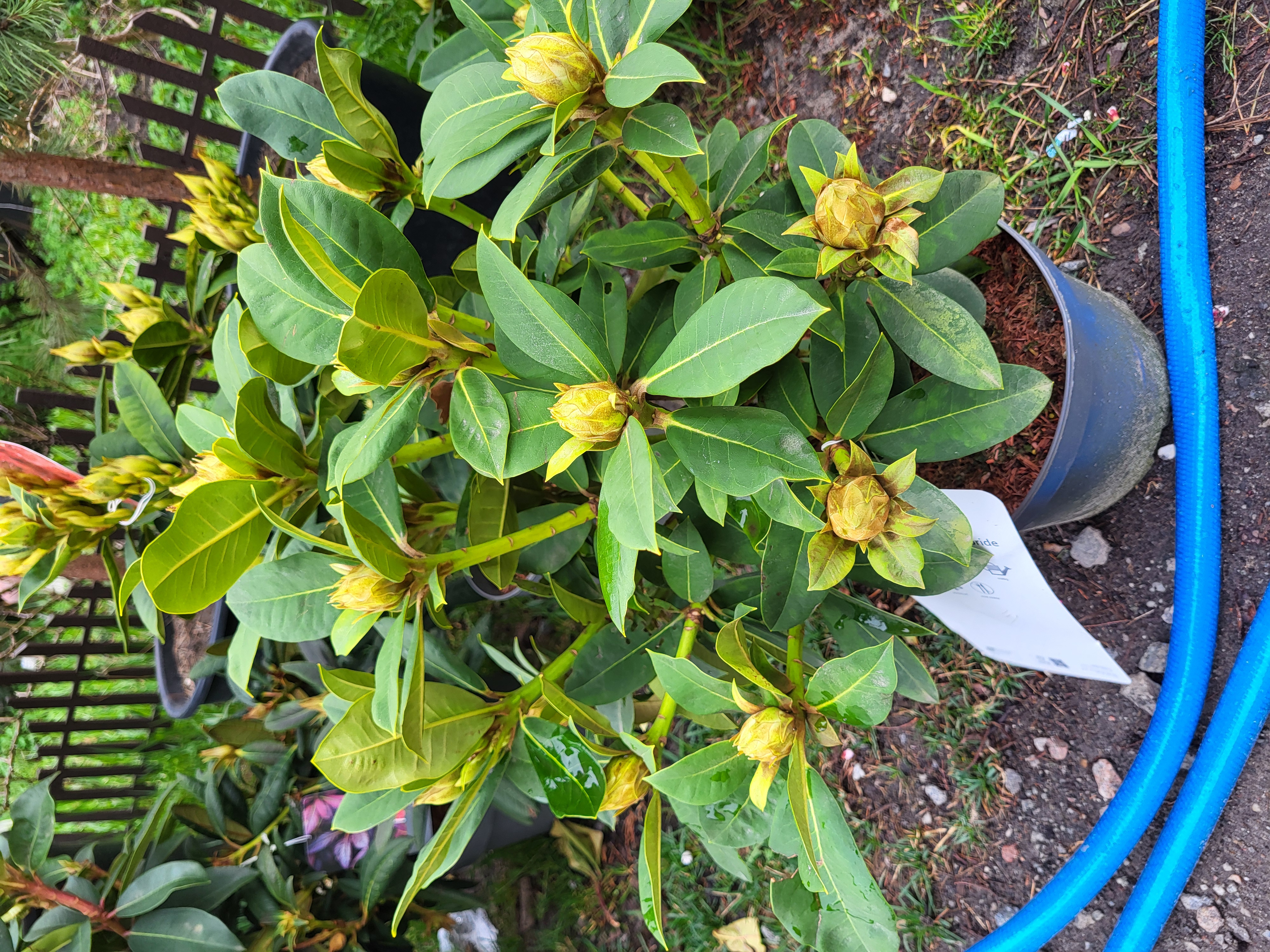 Купити рододендрон