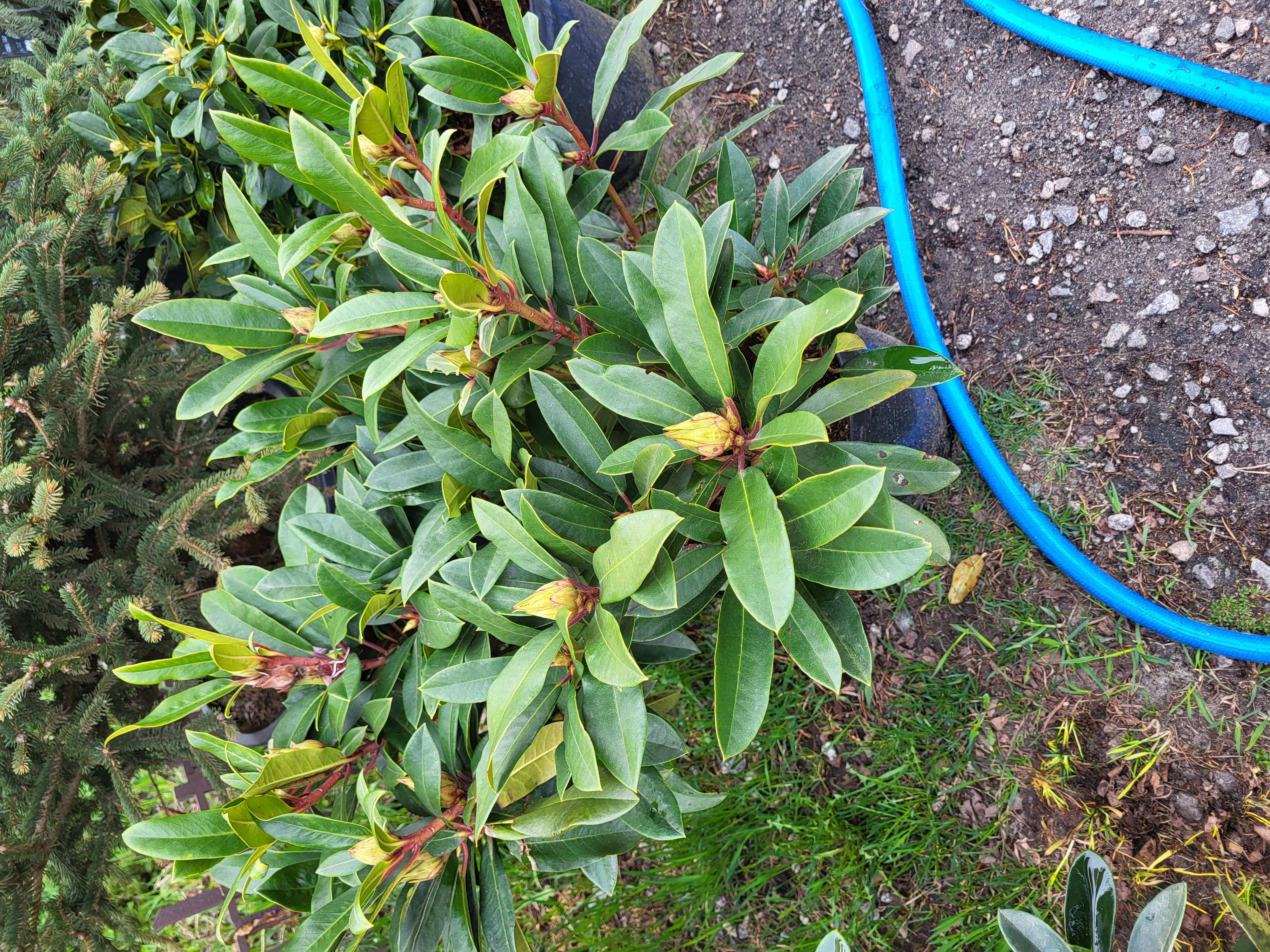 Купити рододендрон