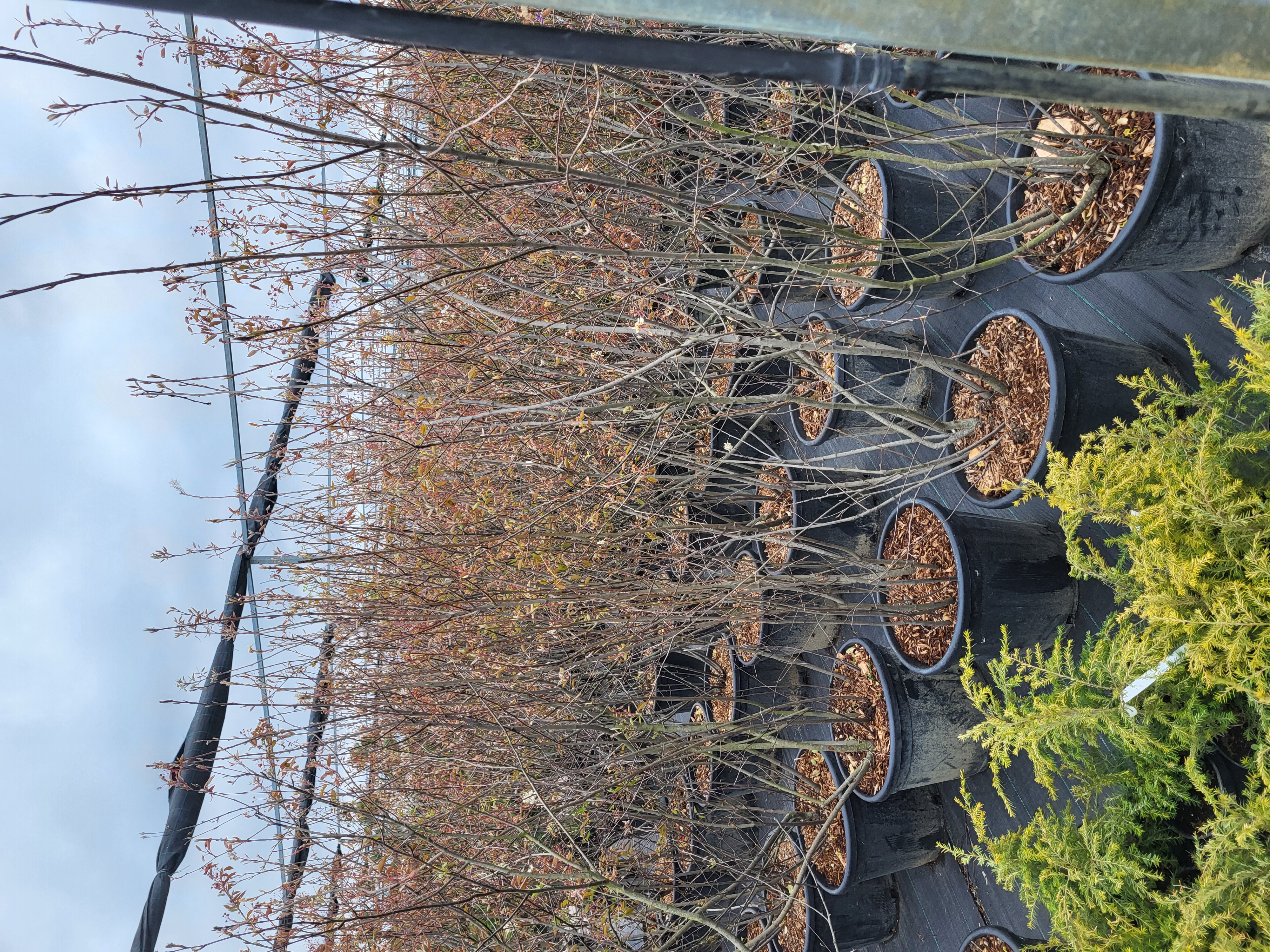 Купить саженцы ирги Ламарка