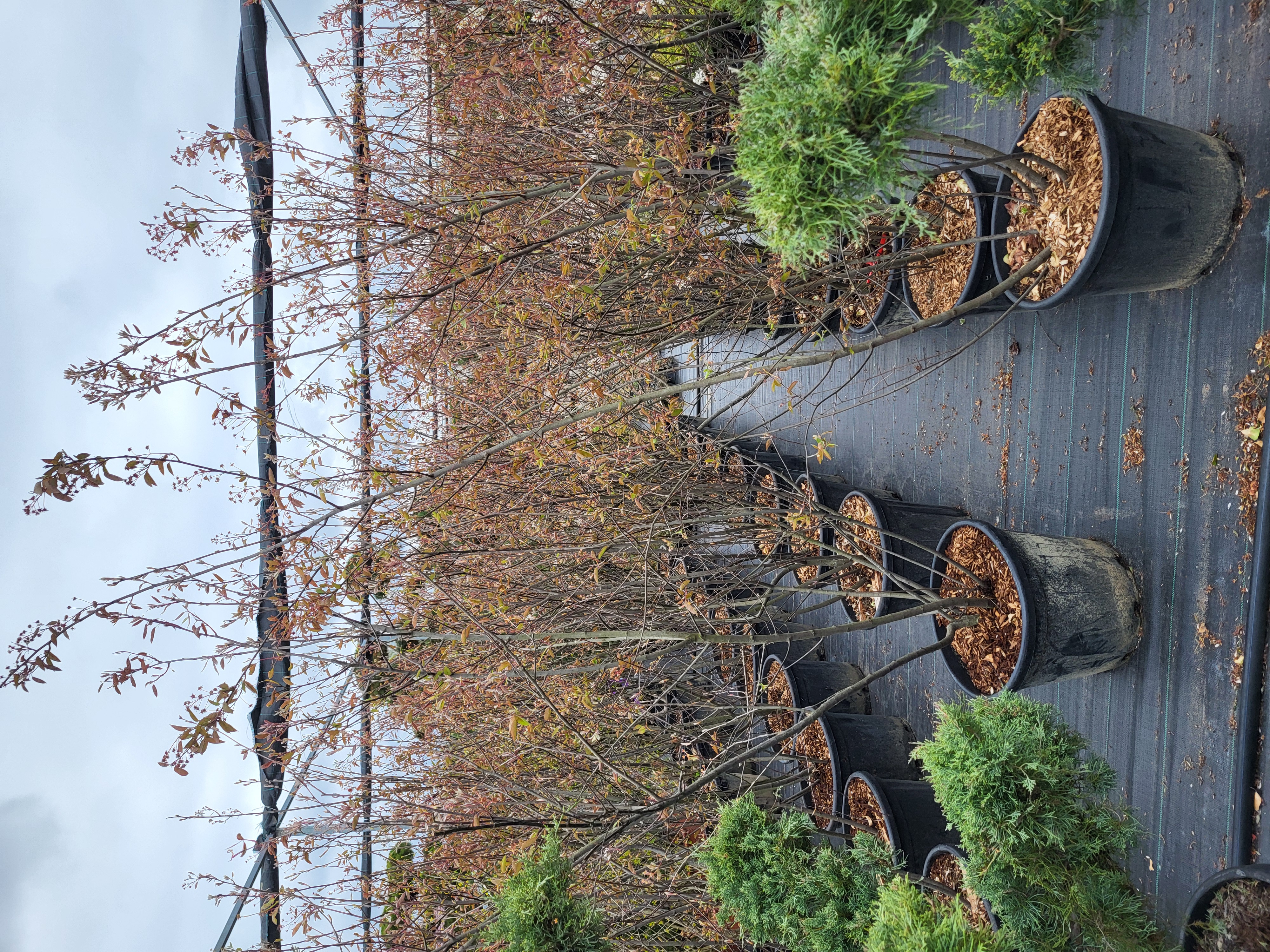 Купить саженцы ирги Ламарка