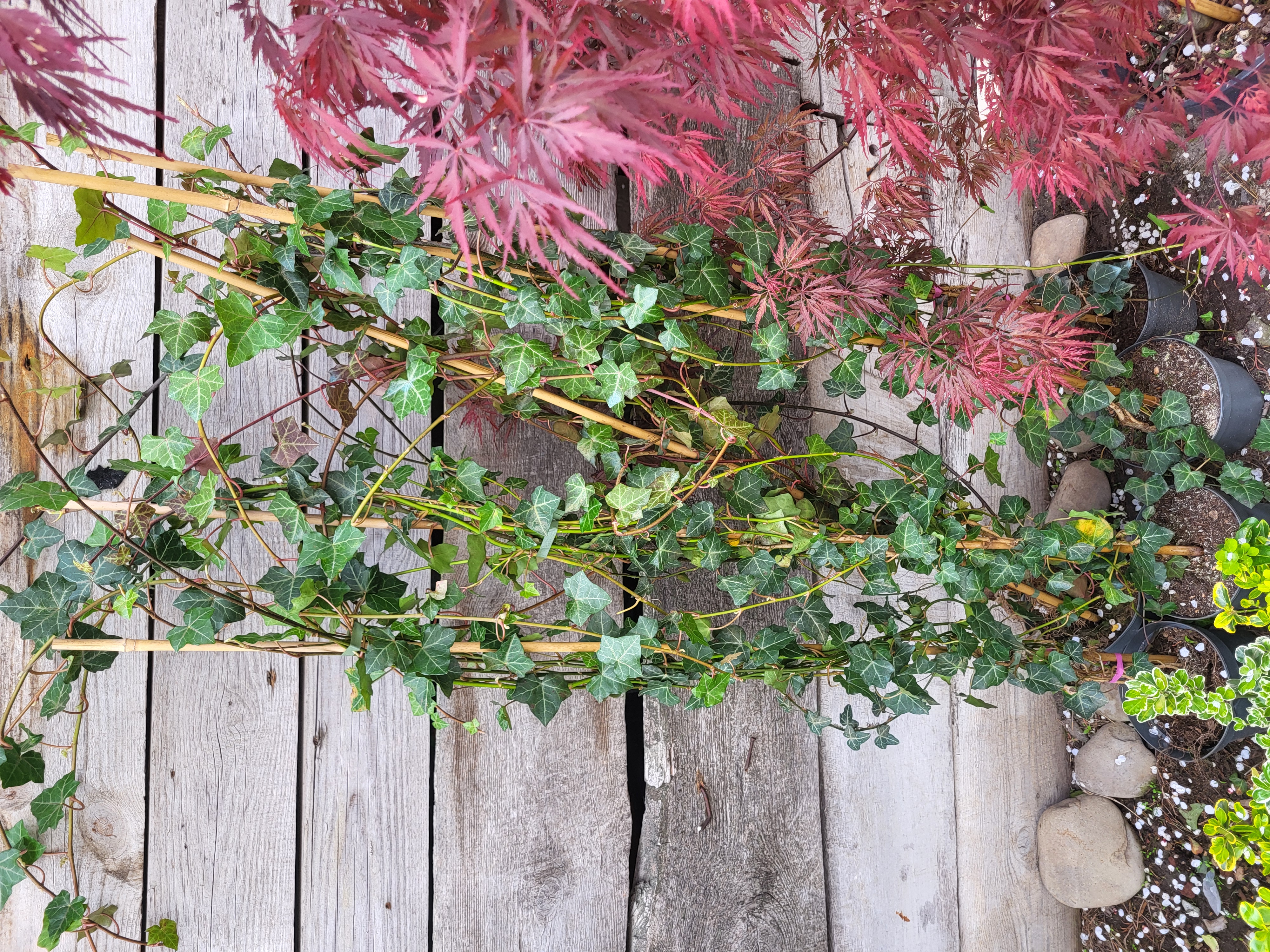 Купити плющ