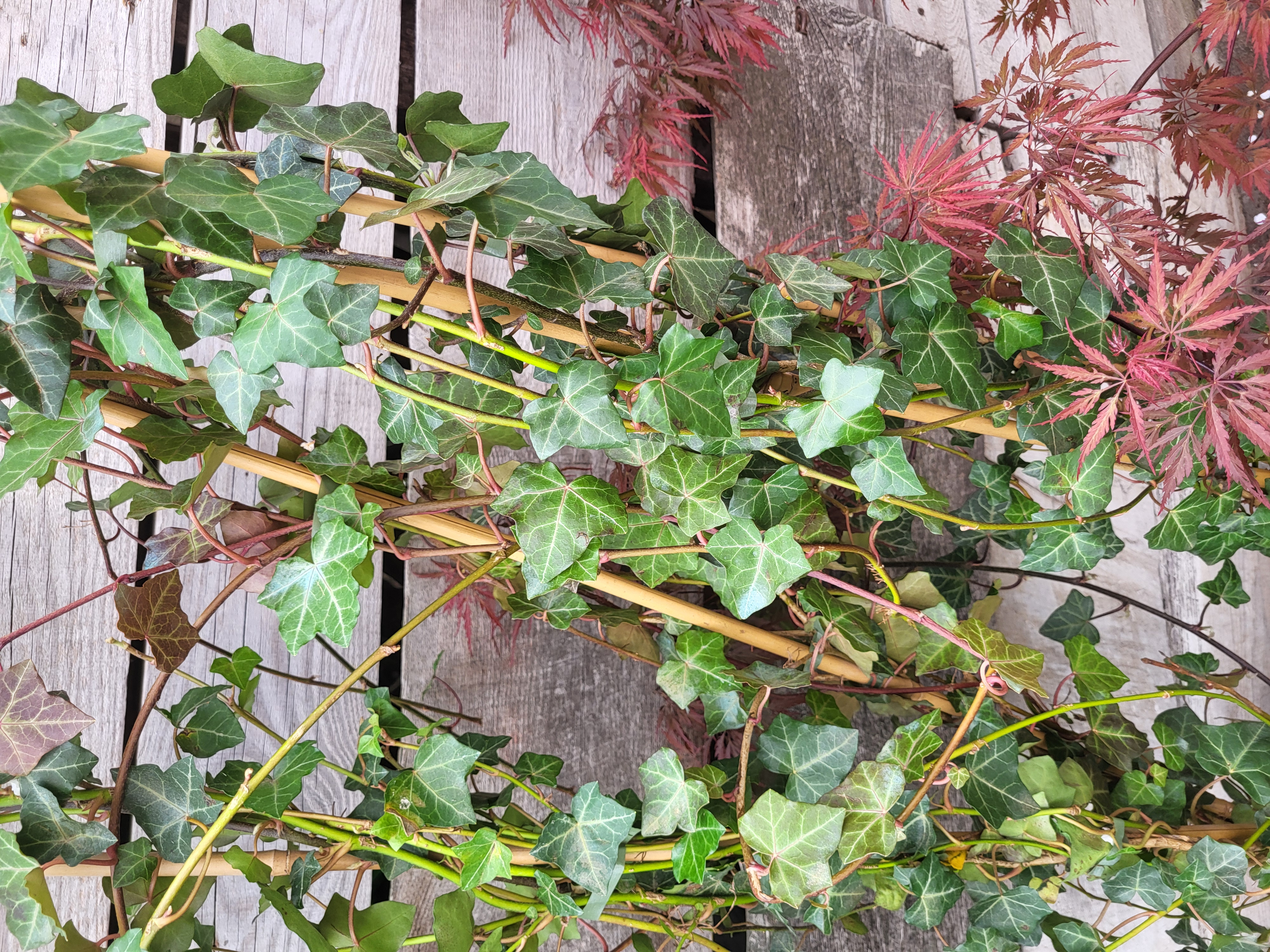 Купити плющ