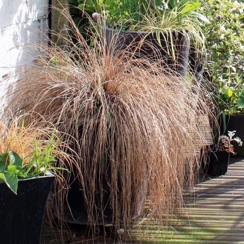 Купити саджанці осоки Буханана "Firefox" (Фірефокс)