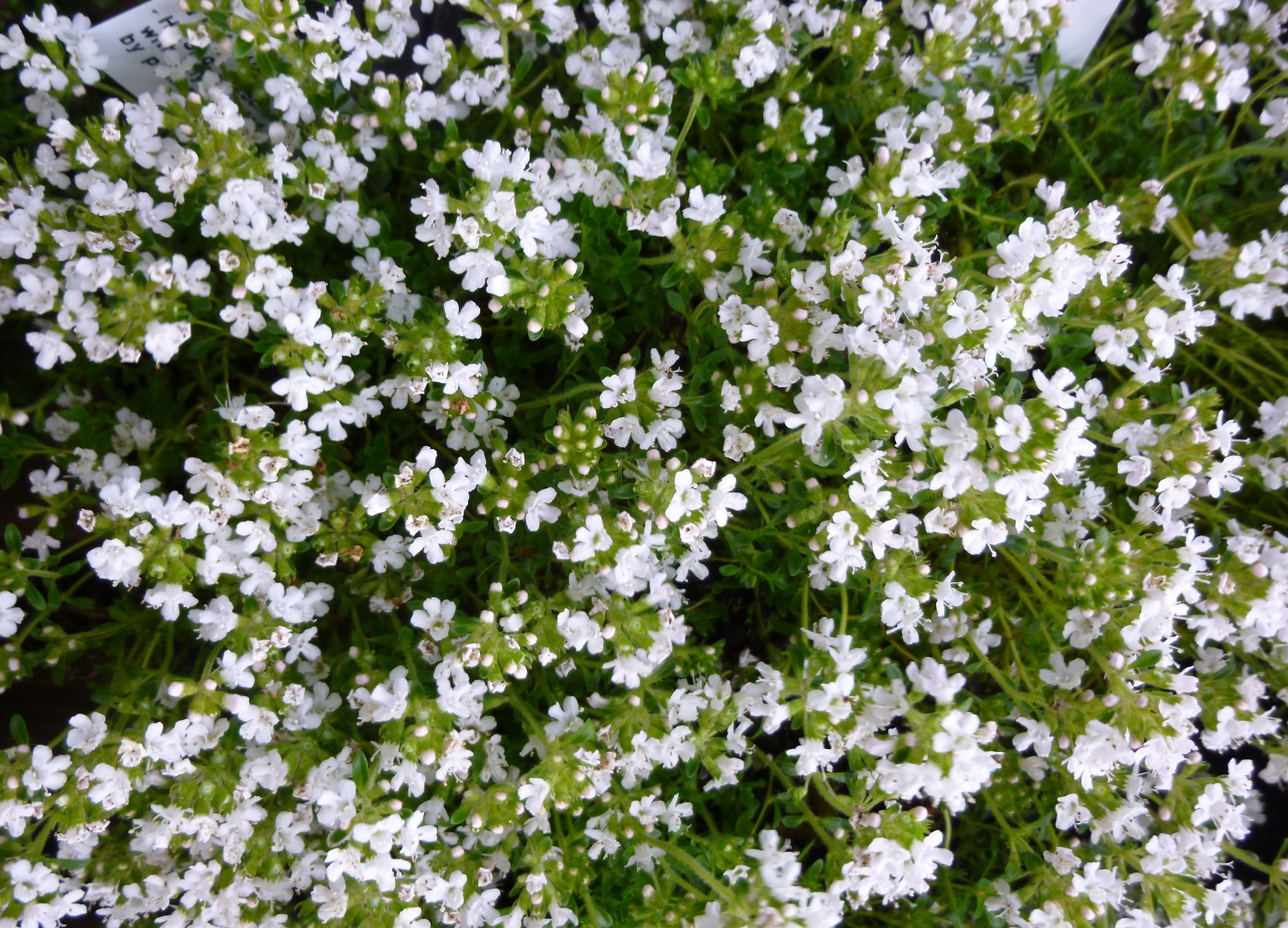 Купить чабрец ползучий Альбус