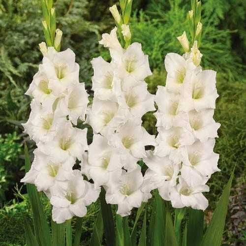 Купити цибулини гладіолуса Олександра Велика