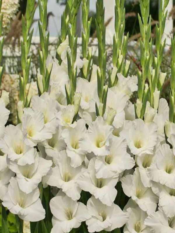 Купити цибулини гладіолуса Амстердам