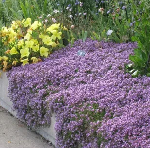 Купити саджанці чебрецю раннього Арктікус