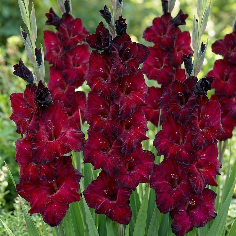 Купити цибулини гладіолуса Ет Найт