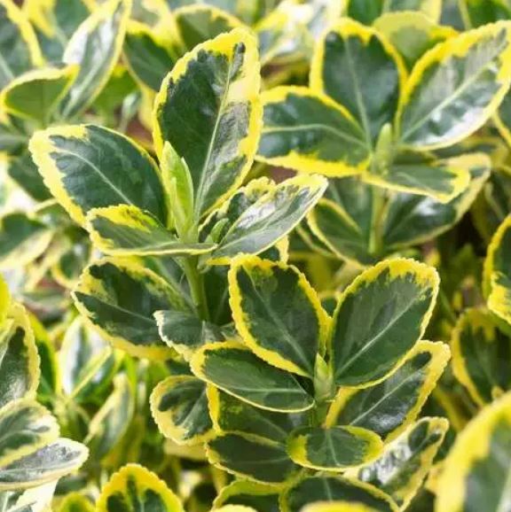 Купити саджанець бересклету Ауреа