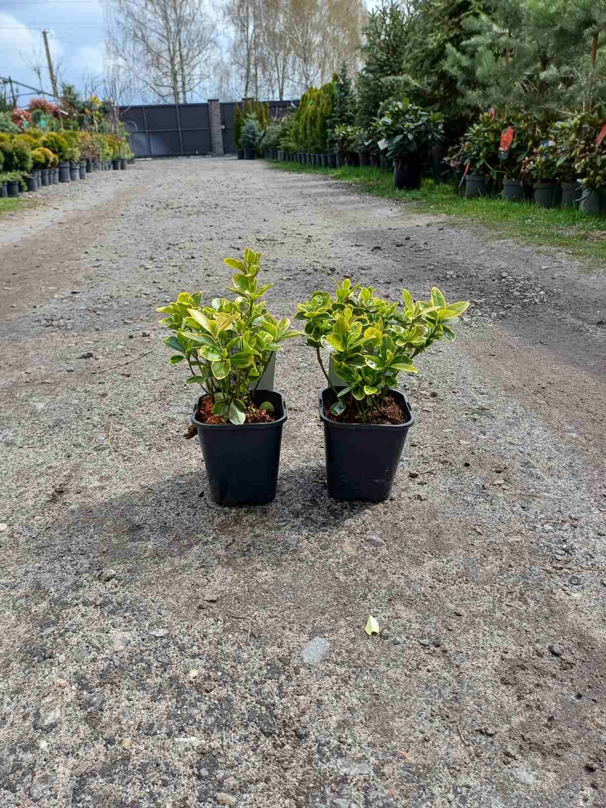 Купити саджанець бересклету Ауреа самовивозом