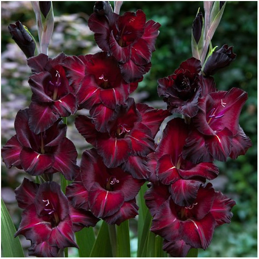 Купити цибулини гладіолуса Чорна Зірка