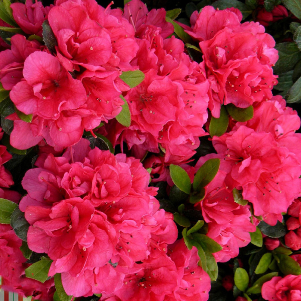 Купити саджанці азалії Канцонетта