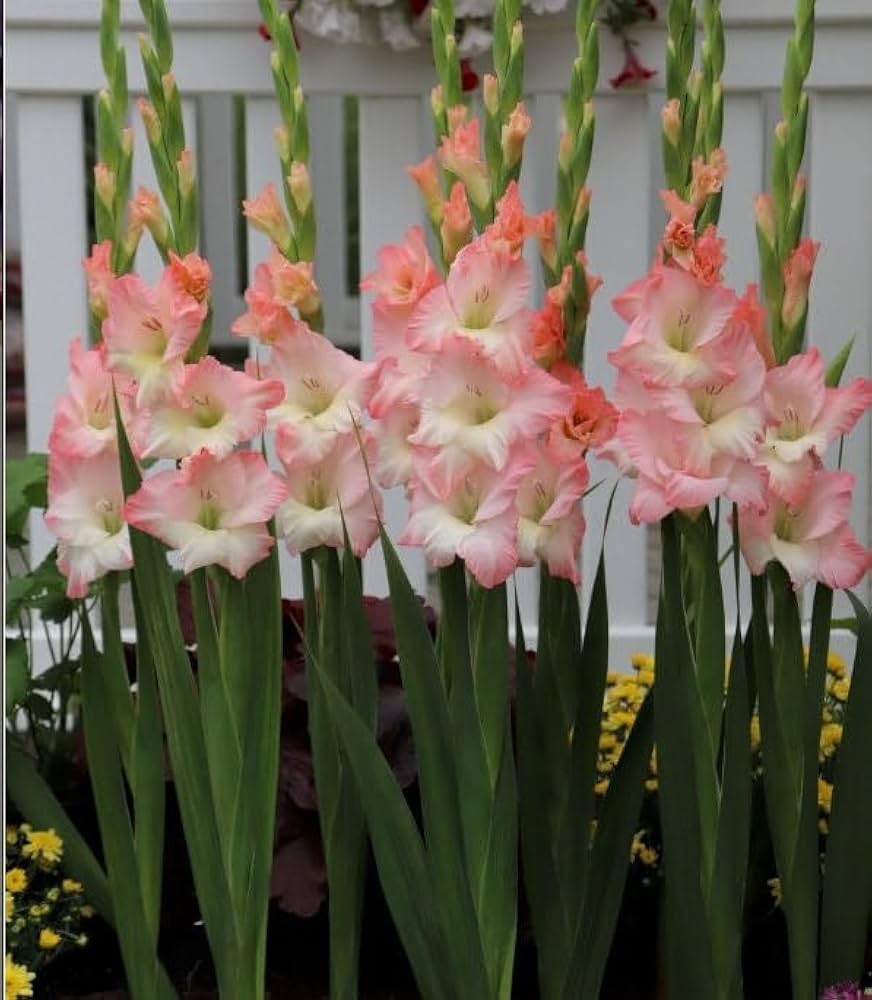 Купити цибулини гладіолуса Керлесс