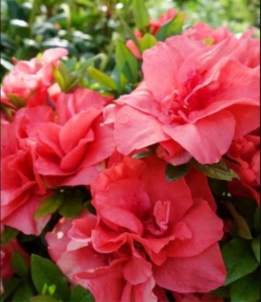 Купити саджанці азалії Чері 