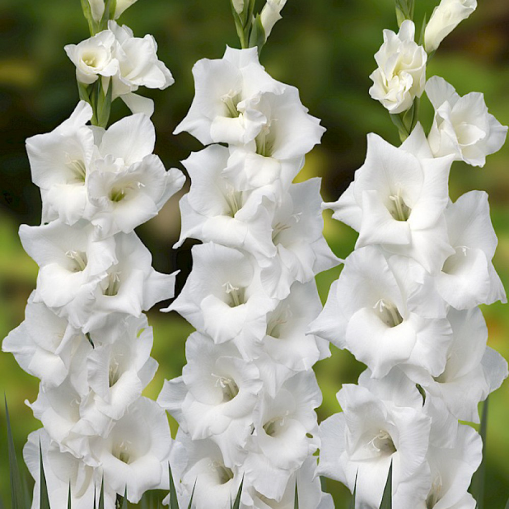 Купити цибулини гладіолуса Ессенціале