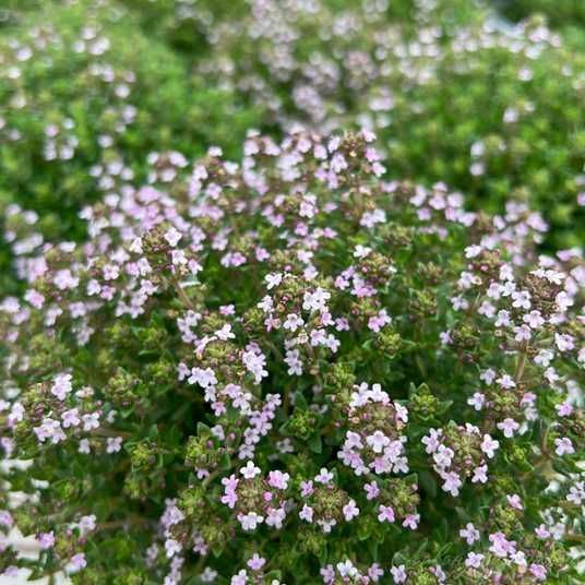 Купити саджанці чебрецю звичайного Фредо 