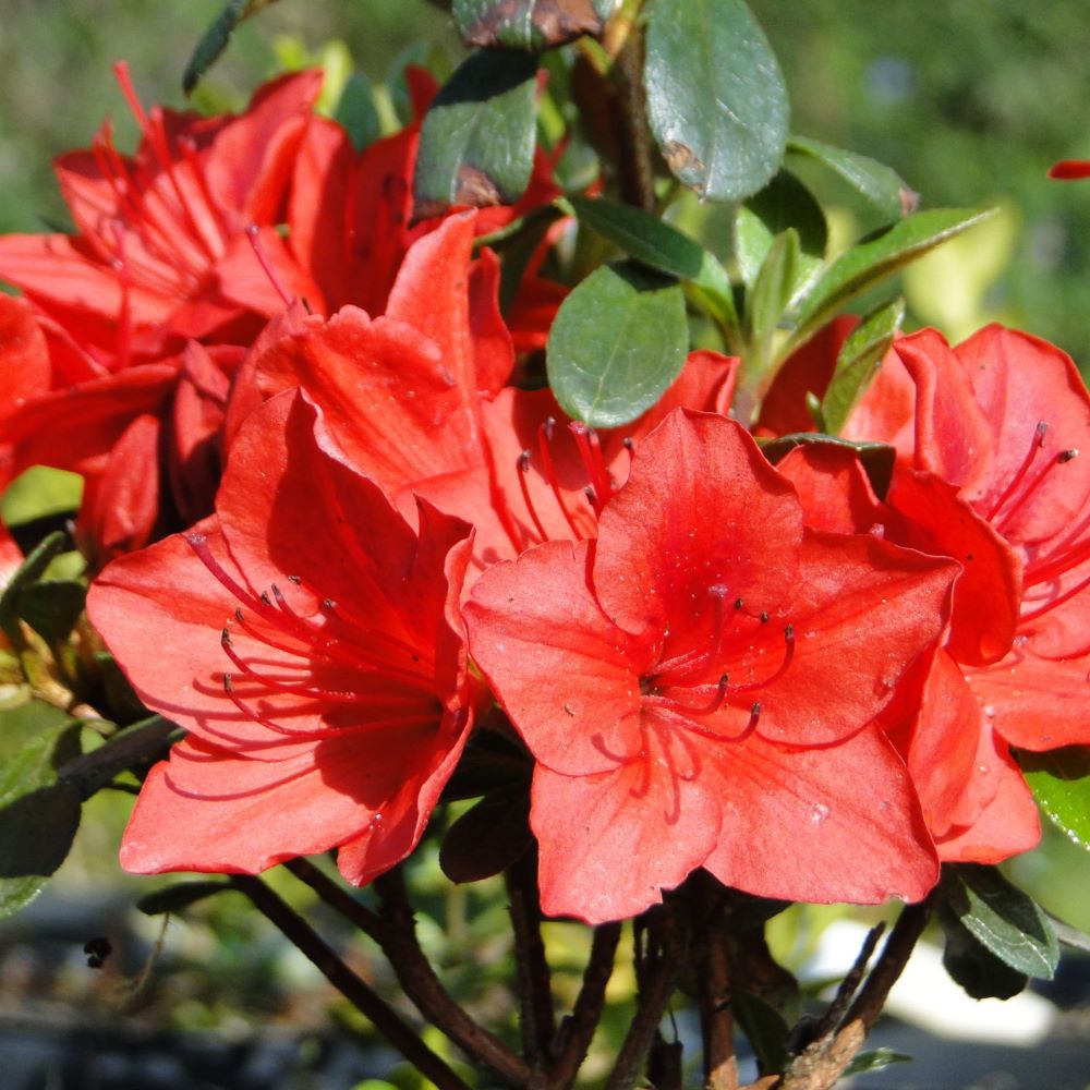 Купити саджанці азалії Фрідолайн