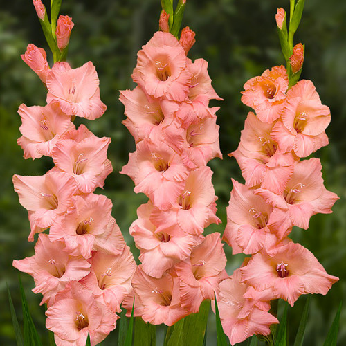 Купити цибулини гладіолуса Джорджія Піч