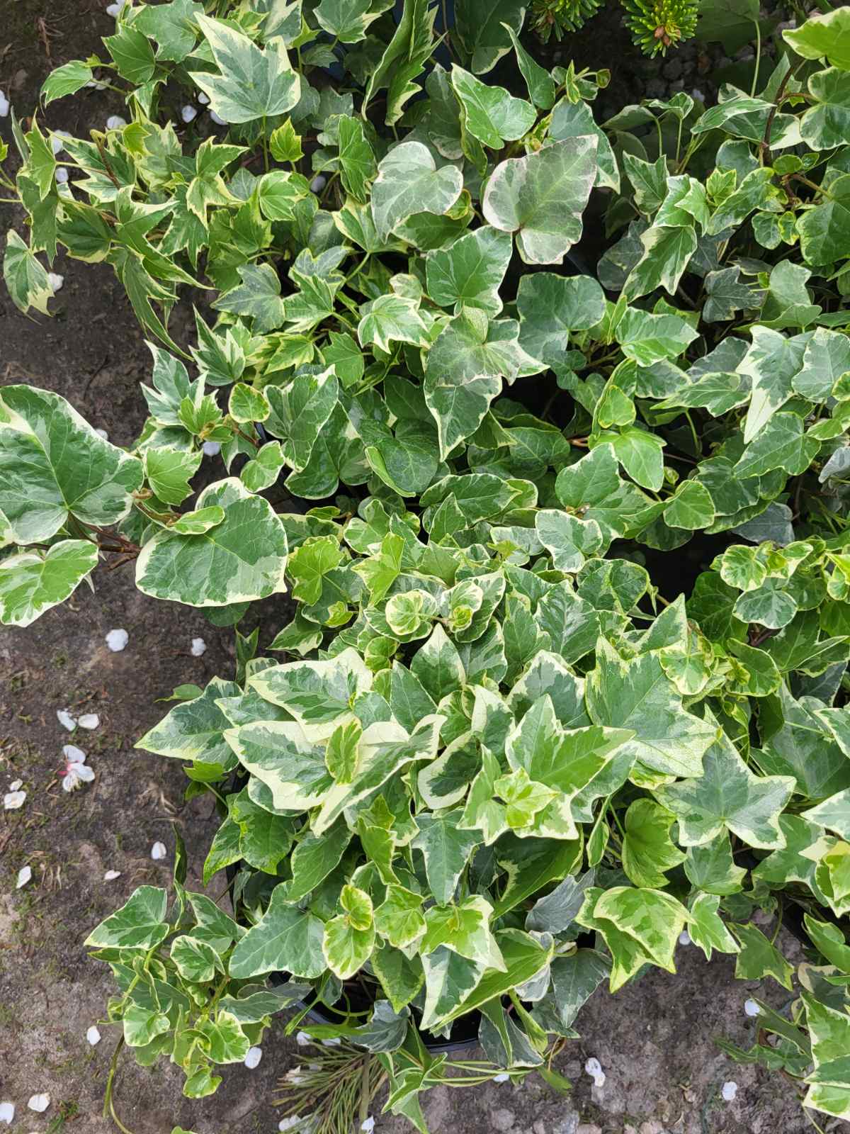 Купити саджанці плюща Гласієр