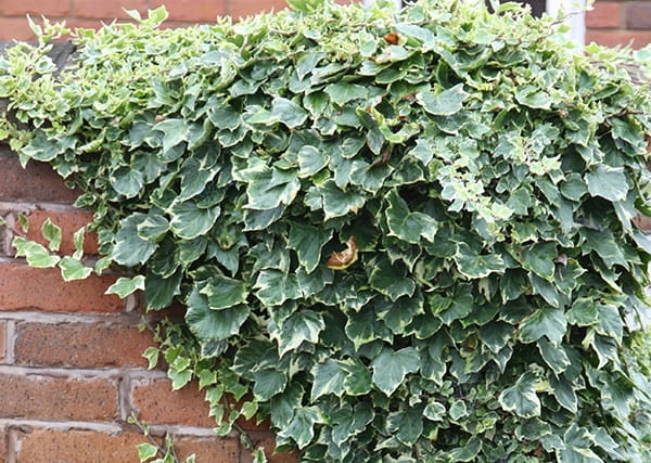 Купити саджанці плюща Гласієр