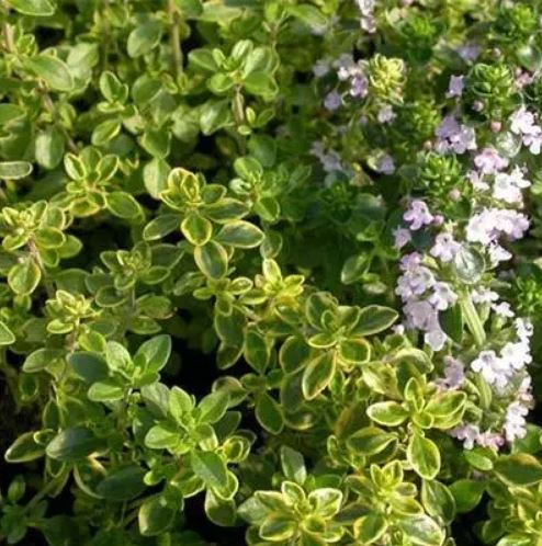 Купити саджанці чебрецю лимонного Голден Лемон