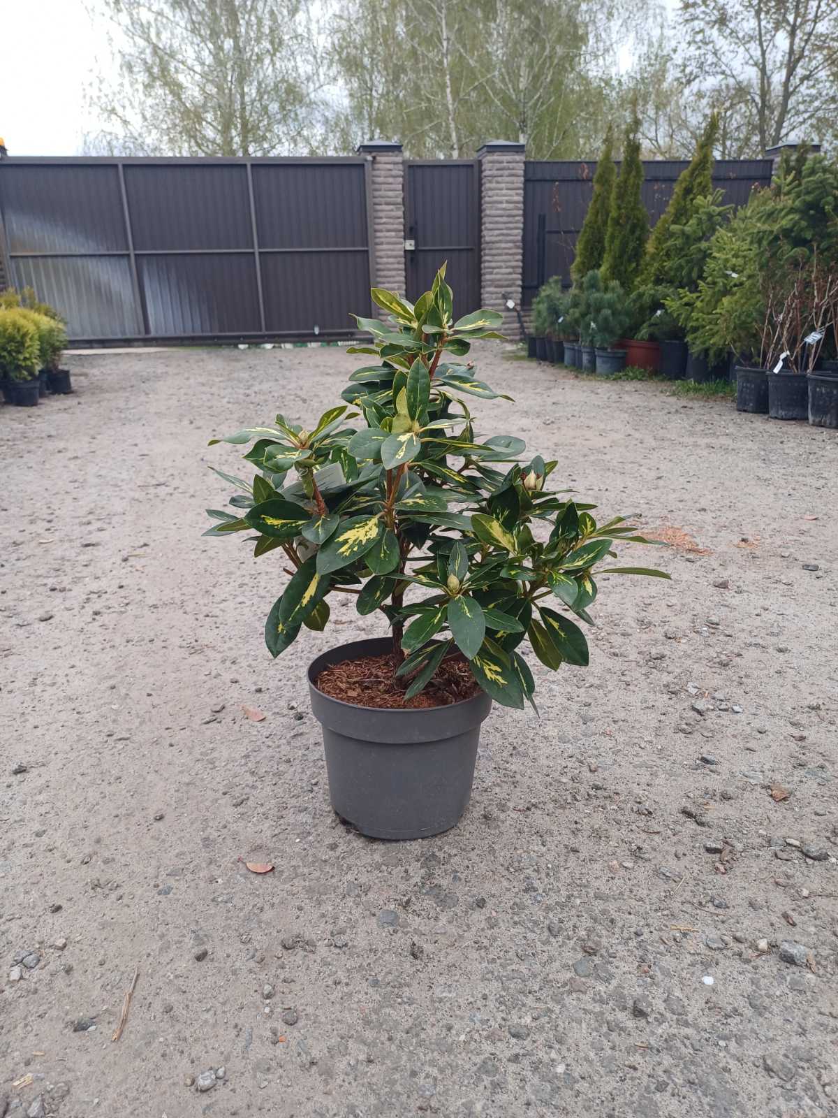 Купить саженцы рододендрона Голдфлиммер