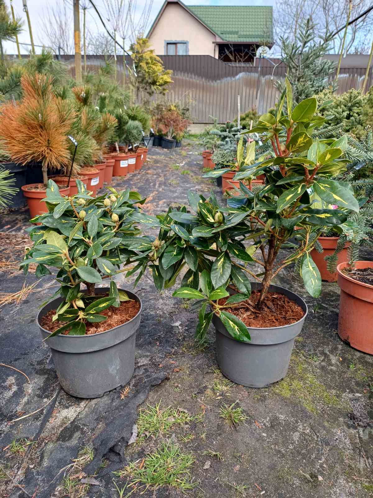 Купить саженцы рододендрона Голдфлиммер самовывозом