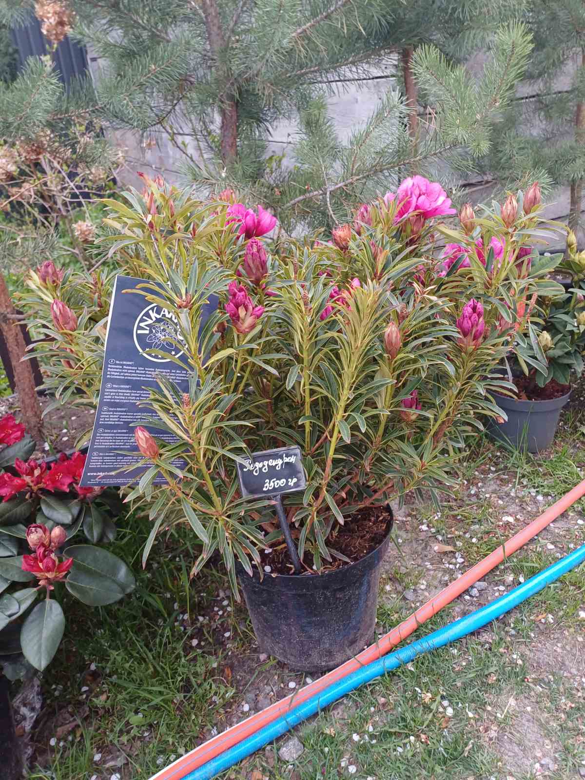 Купити саджанці рододендрона Grazeasy Dark Pink самовивозом 