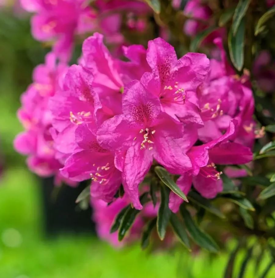 Купити саджанці рододендрона Grazeasy Dark Pink