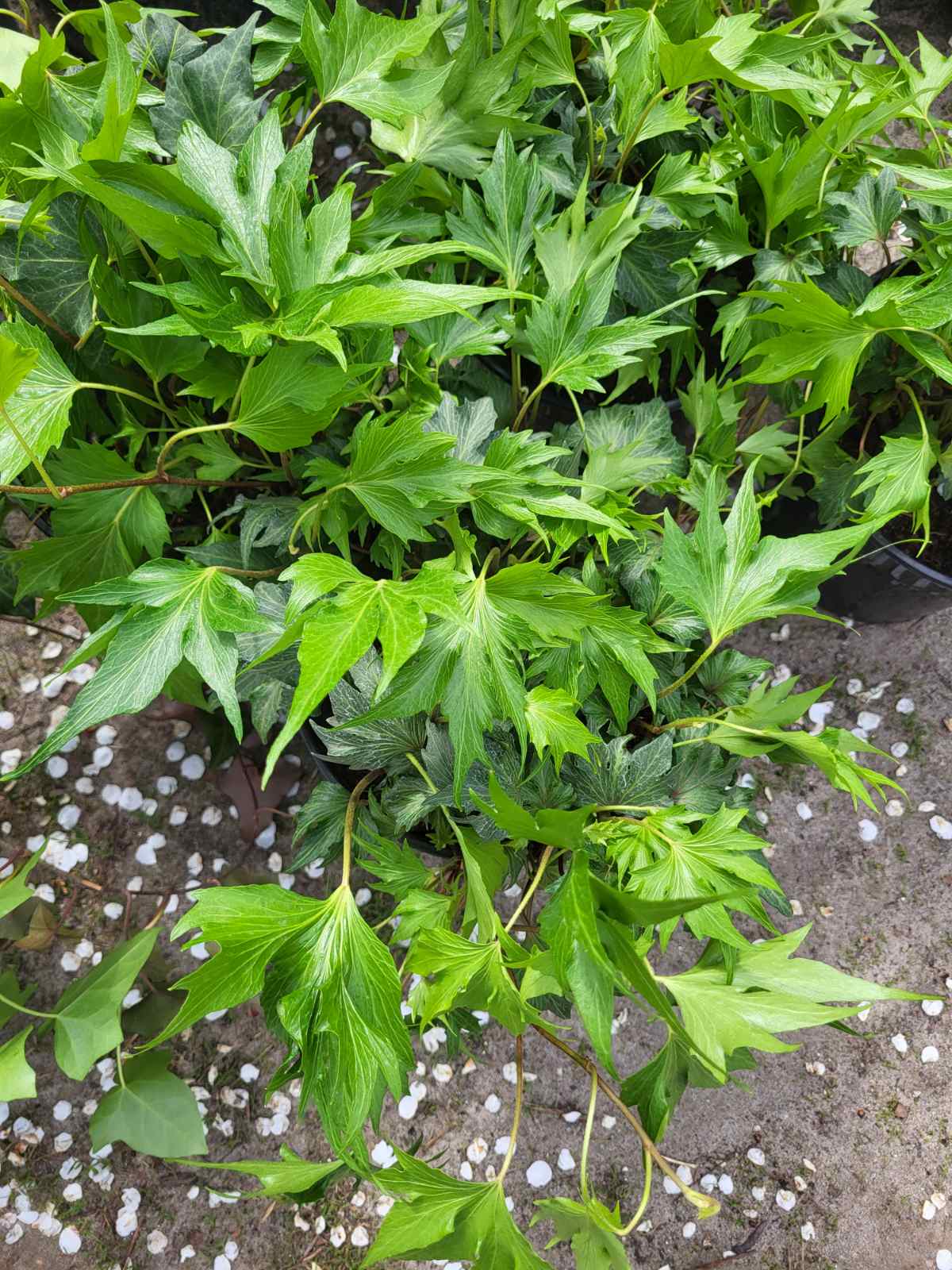 Купити саджанці плюща Грін Ріппл