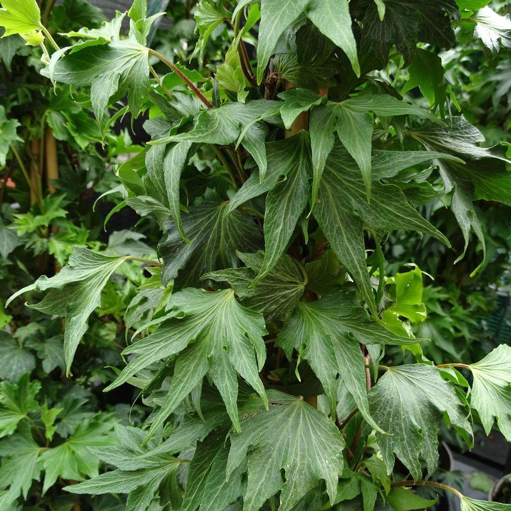 Купити саджанці плюща Грін Ріппл