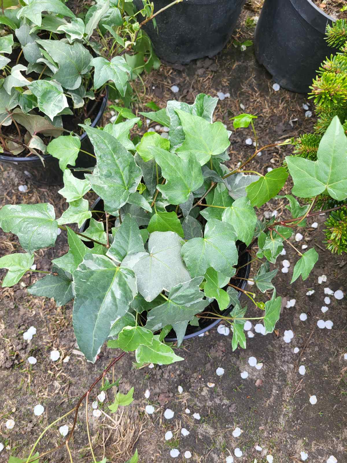 Купити саджанці плюща Гаральд