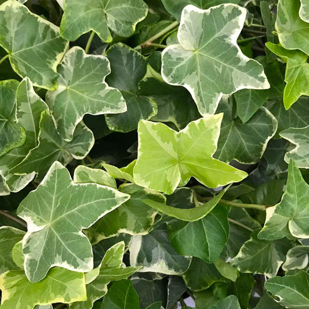 Купити саджанці плюща Гаральд