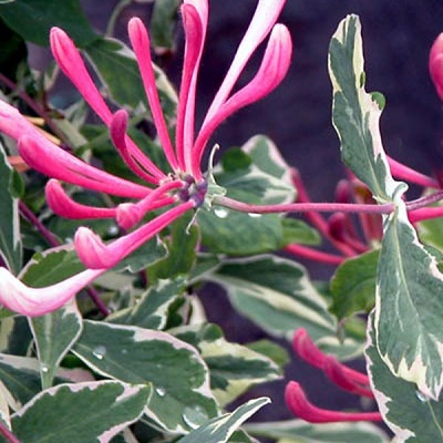 Купити саджанці жимолості декоративної Арлекін