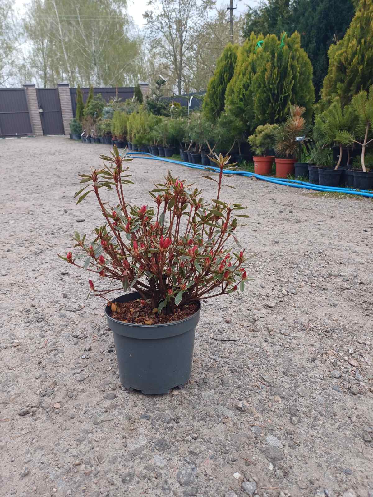 Купити саданці азалії Хот Шот Варієгата самовивозом