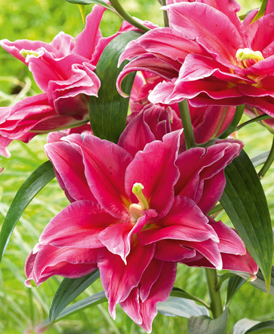 Купити Лілію Гранд Амур  