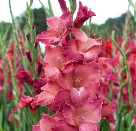 Купити цибулини гладіолуса Індіан Саммер