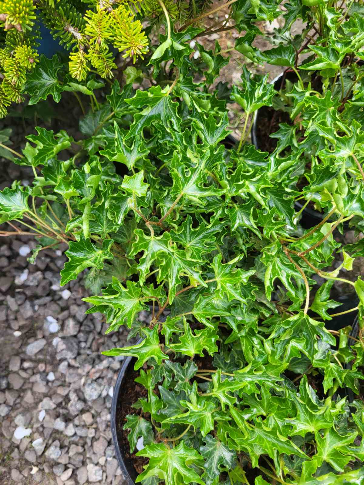 Купити саджанці плюща Івалейс