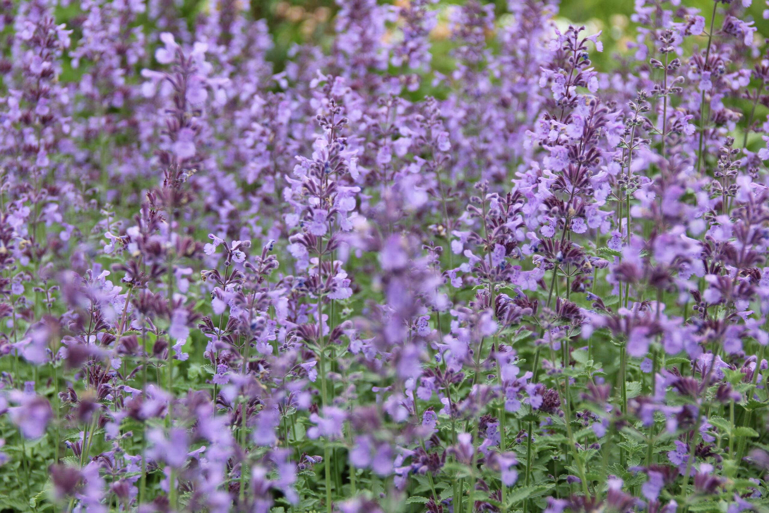 Купити саджанці котовника Джуніор Волкер 