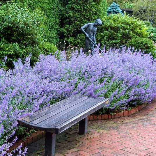 Купити саджанці котовника Лагуна Блу 