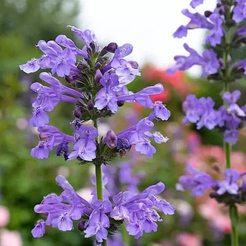 Купити саджанці котовника Лагуна Блу 