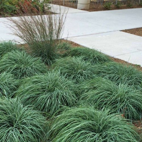 Купити саджанці осоки слабкої "Carex flacca" (Флакка)