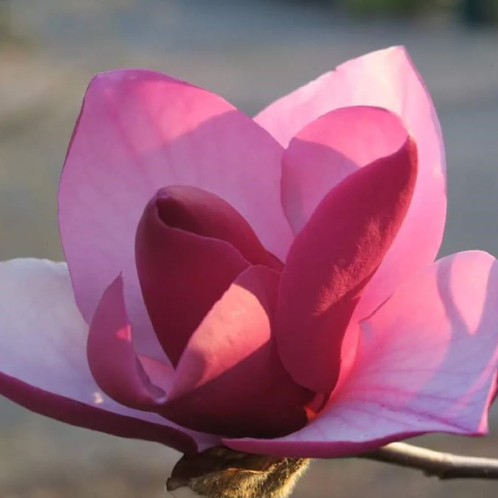 Магнолія "Franks Masterpiece"