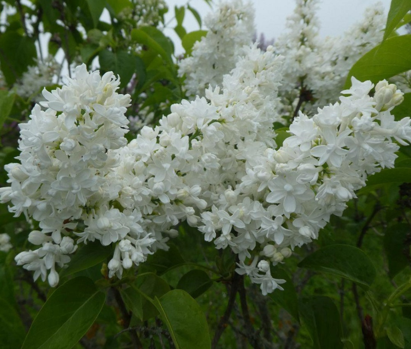Купити саджанці бузку Місс Елен