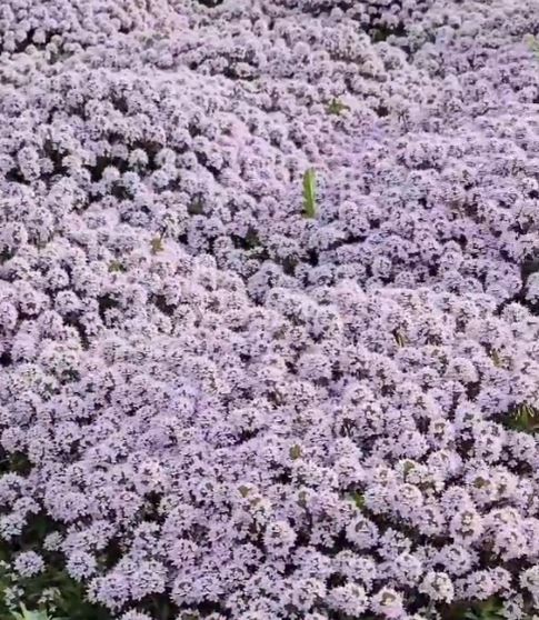 Купити саджанці чебрецю Монтана 