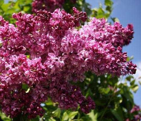 Купити саджанці бузку Місіс Едвард Хардінг на штамбі