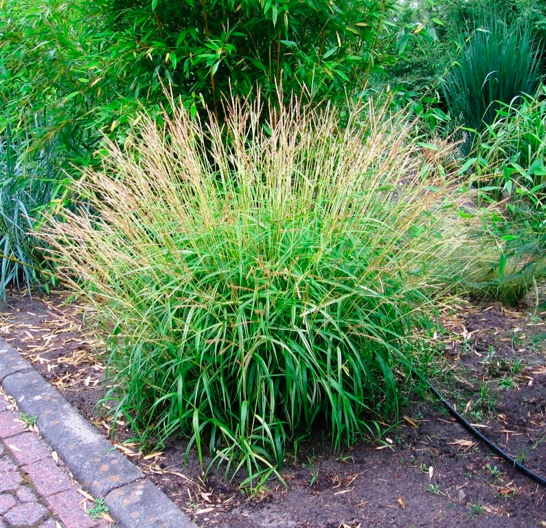 Купити саджанці міскантуса Олігостахус