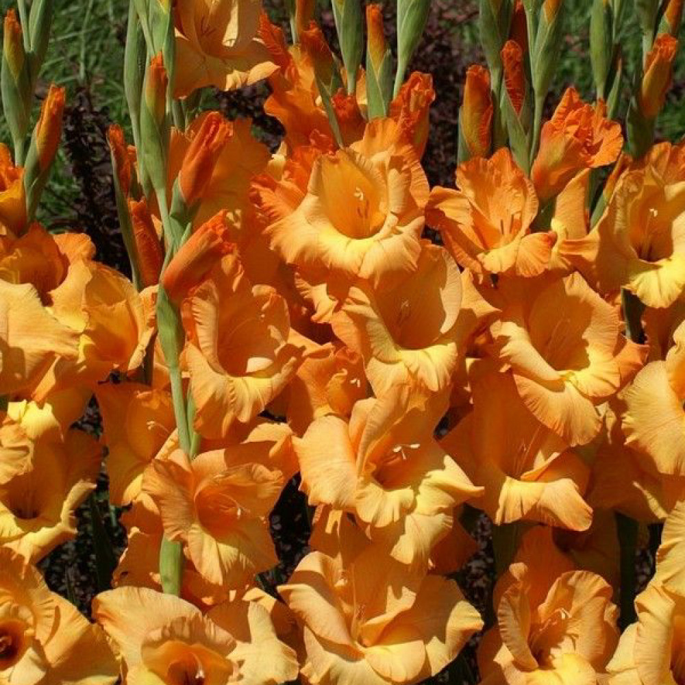 Купити цибулини гладіолуса Овація