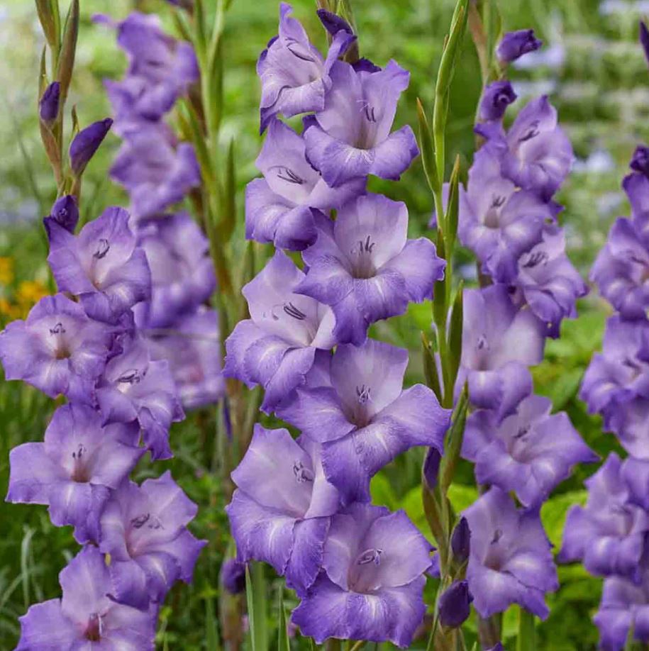 Купити цибулини гладіолуса Перформер