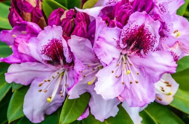 Купити саджанці рододендронів Пфауенауге